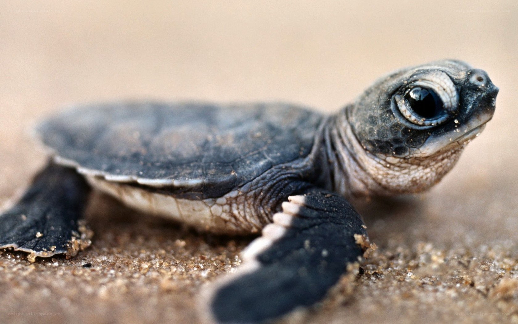 Baby sea turtle on sand