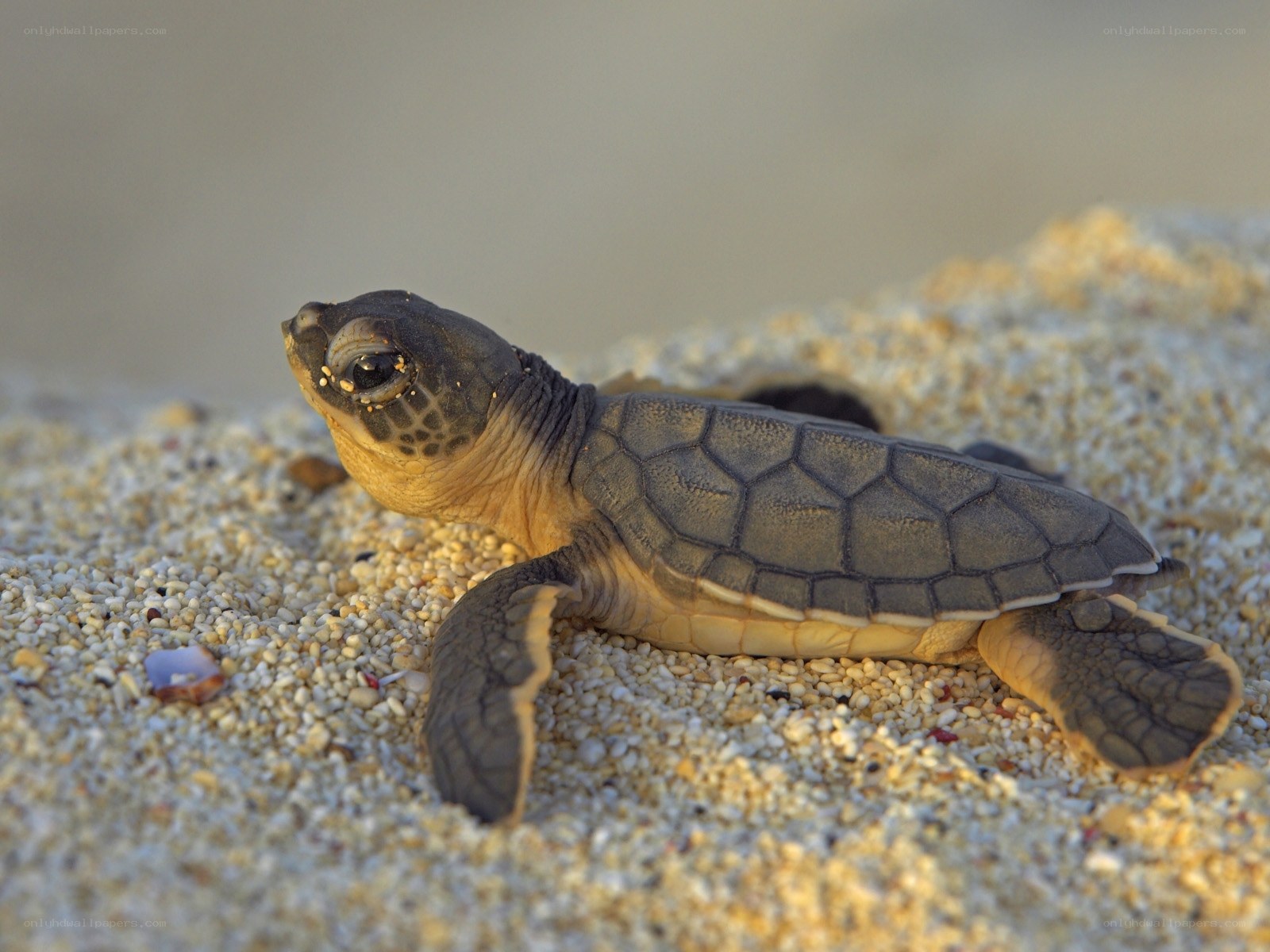 Baby sea turtle on sandy beach