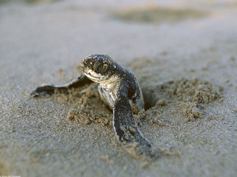 Baby sea turtle on the beach