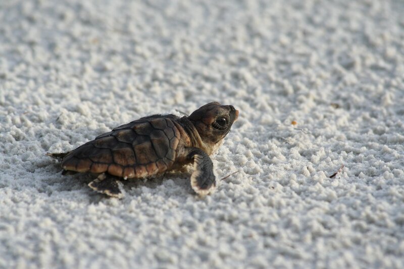 Baby sea turtle on the beach