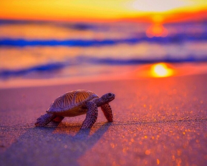 Baby Sea Turtle — Orange