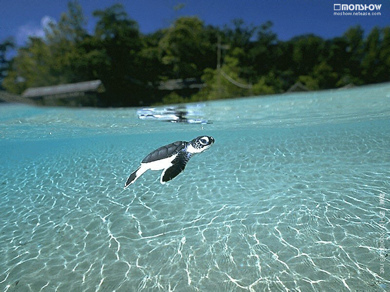 Baby sea turtle swimming