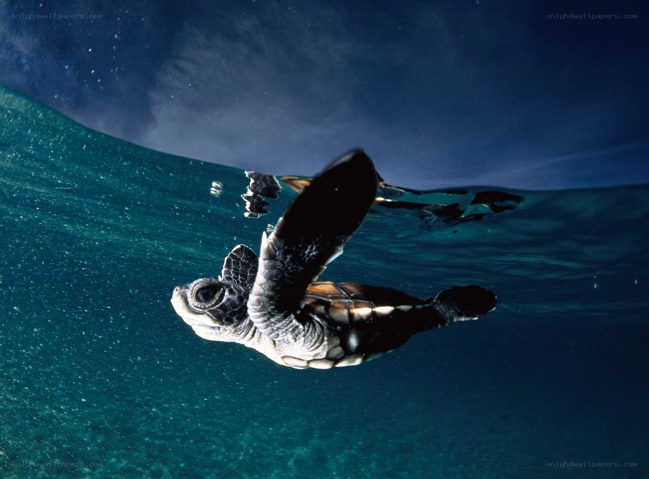 Baby sea turtle swimming