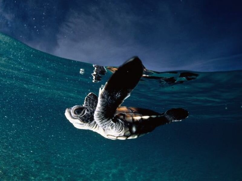 Baby Sea Turtle Swimming — Blue