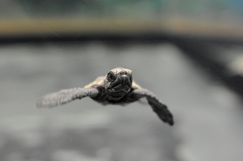 Baby Sea Turtle Swimming — Gray, Calm