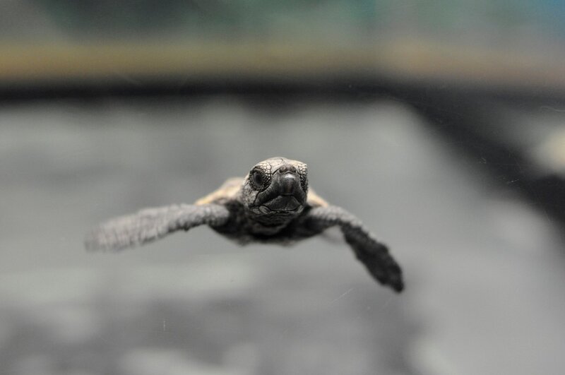 Baby Sea Turtle Swimming — Gray