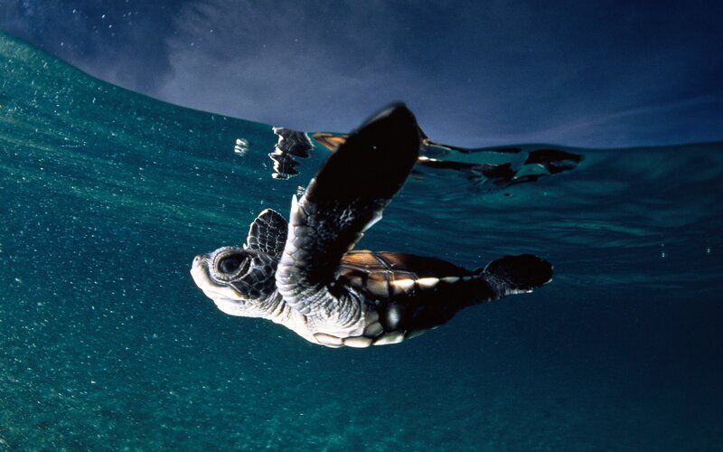 Baby sea turtle swimming underwater