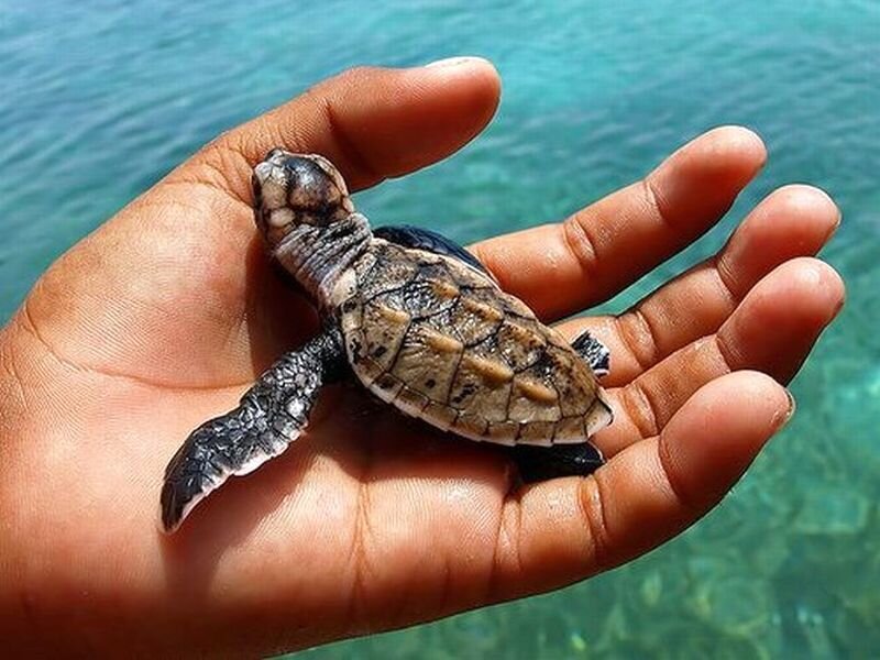 Baby Sea Turtle
