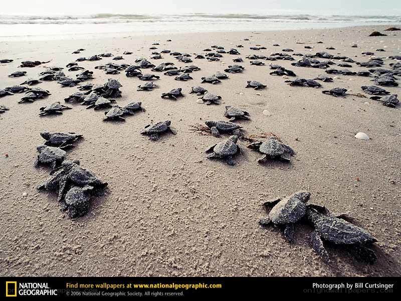 Baby sea turtles on a beach