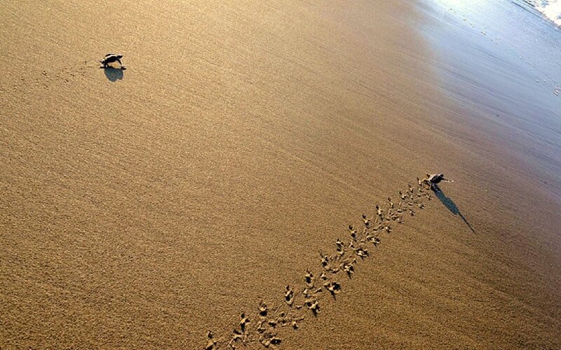 Baby Sea Turtles on Beach — Brown