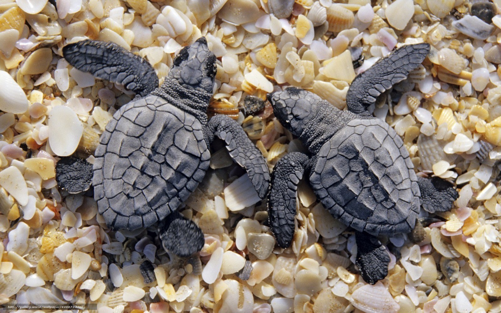 Baby sea turtles on shell beach