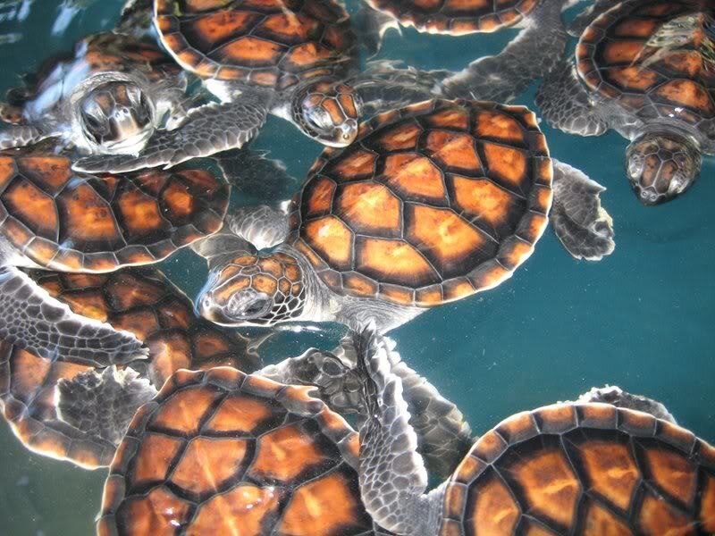Baby Sea Turtles Swimming