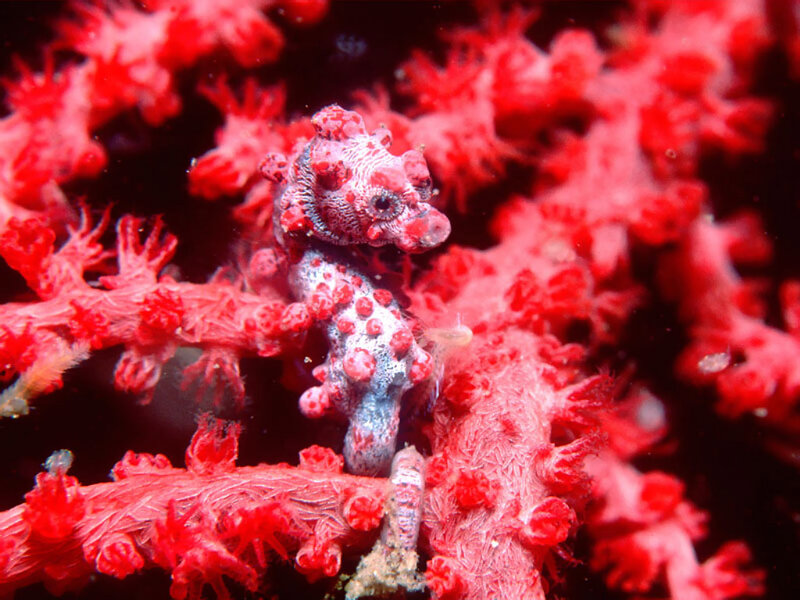 Baby seahorse on red coral