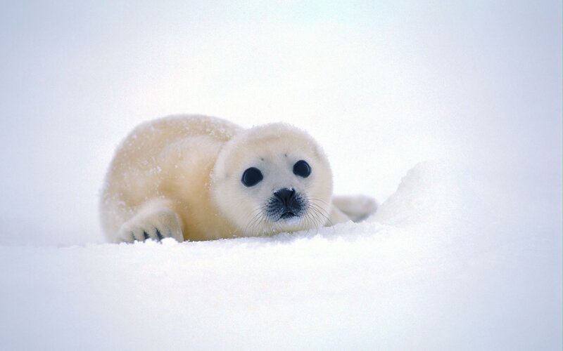 baby seal in the snow