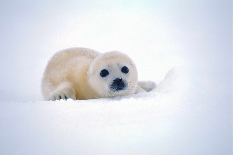 baby seal in the snow