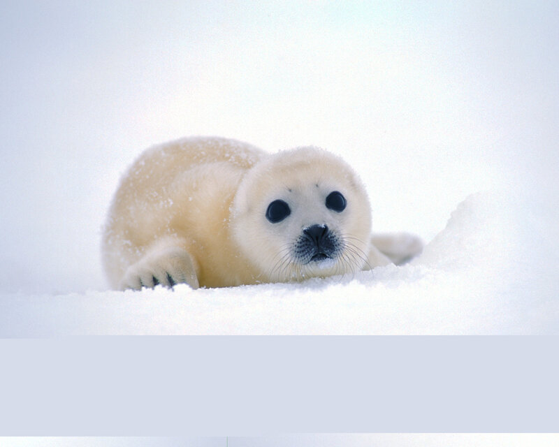 baby seal in the snow