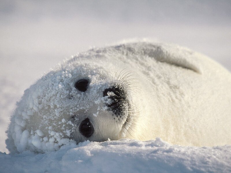 Baby seal in the snow
