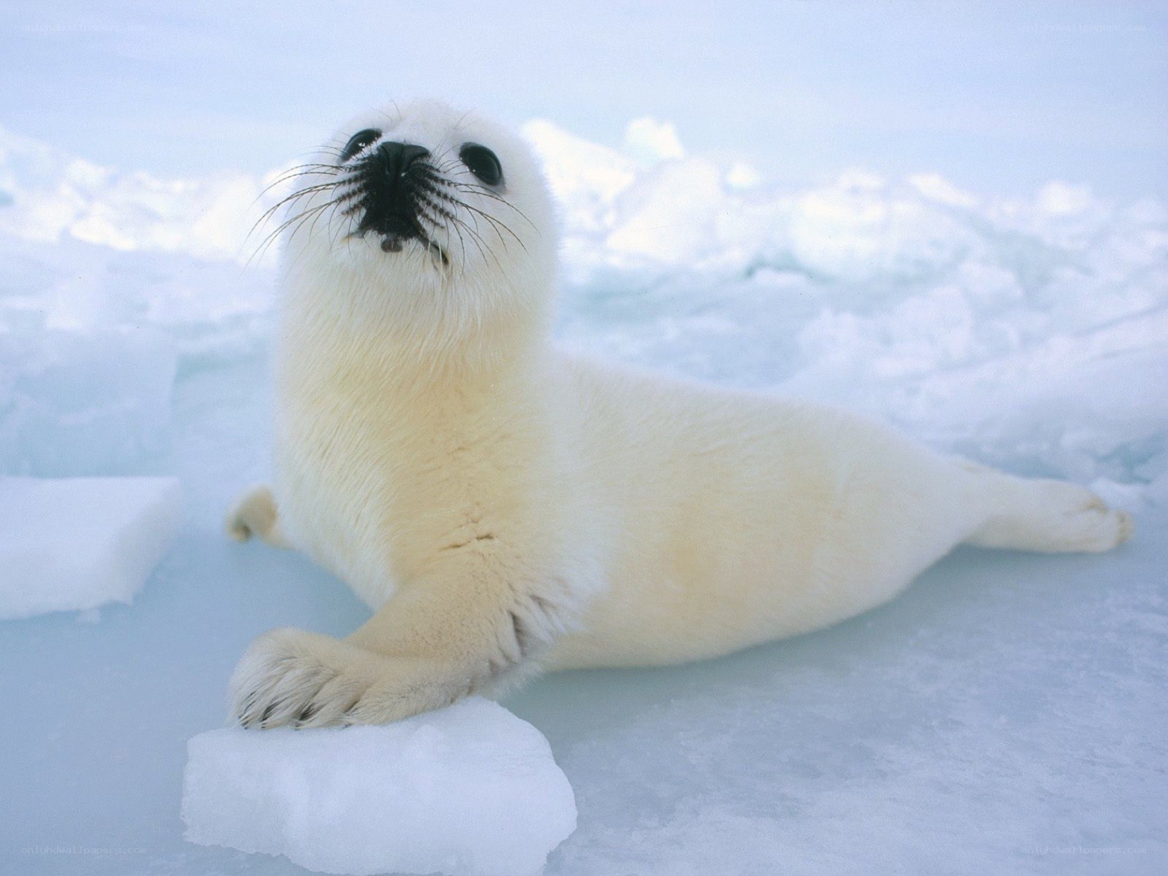 Baby seal on ice
