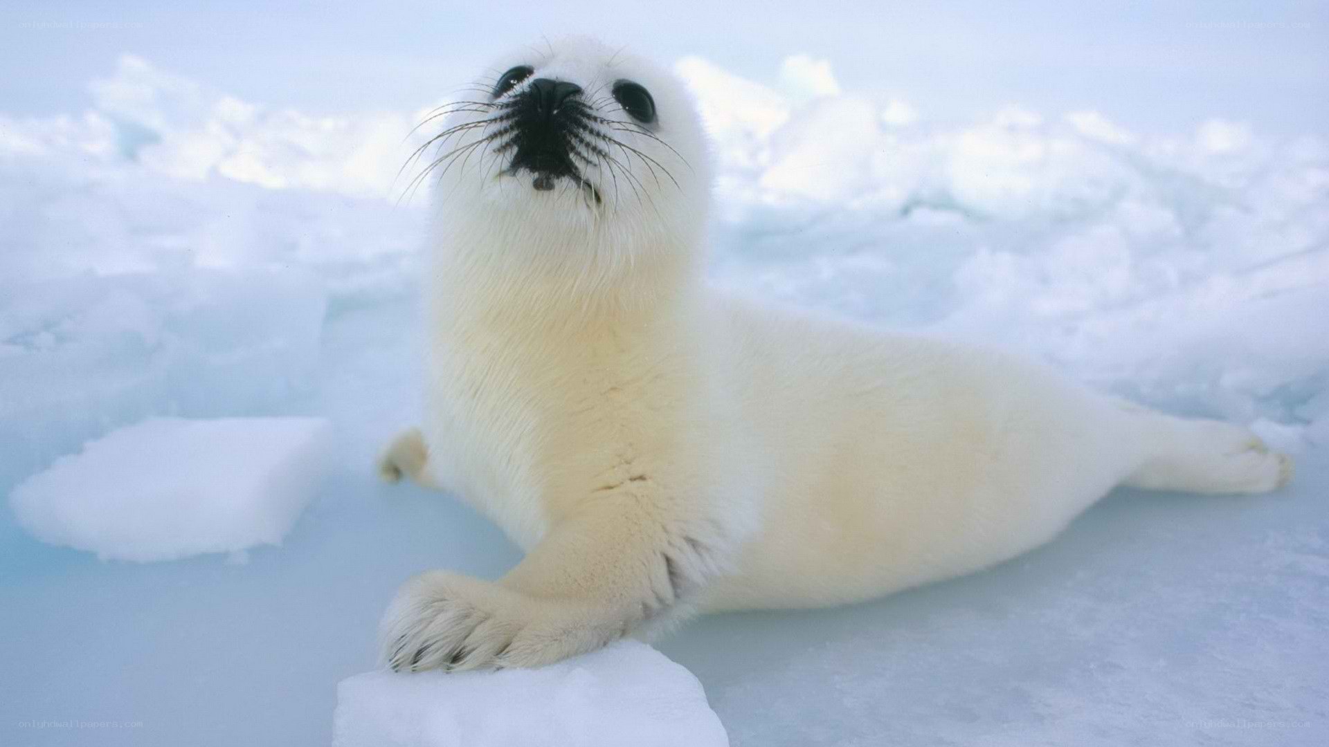 Baby seal on ice
