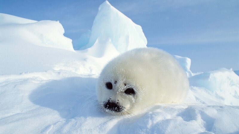 Baby seal on ice floe