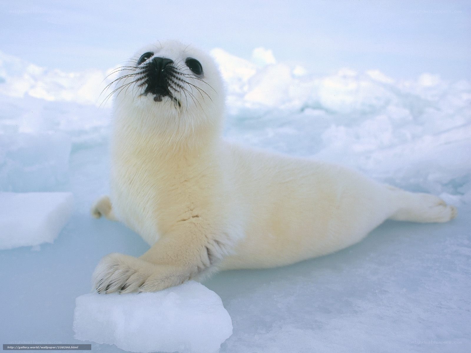 Baby seal on ice floe
