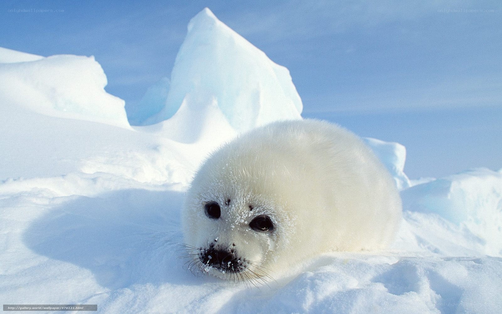 Baby seal on ice