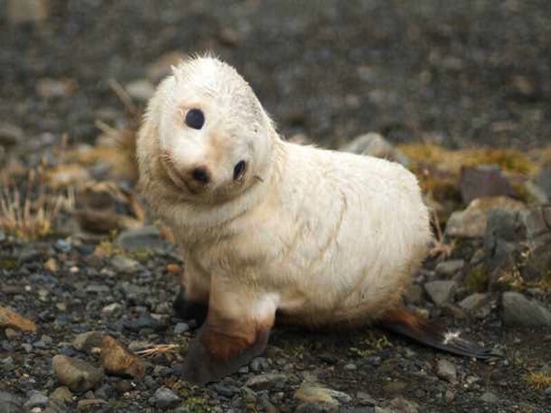 Baby Seal on Rocks