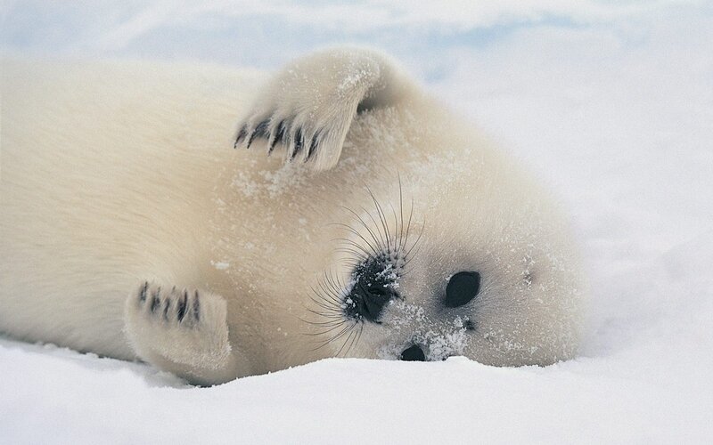 Baby seal on snow