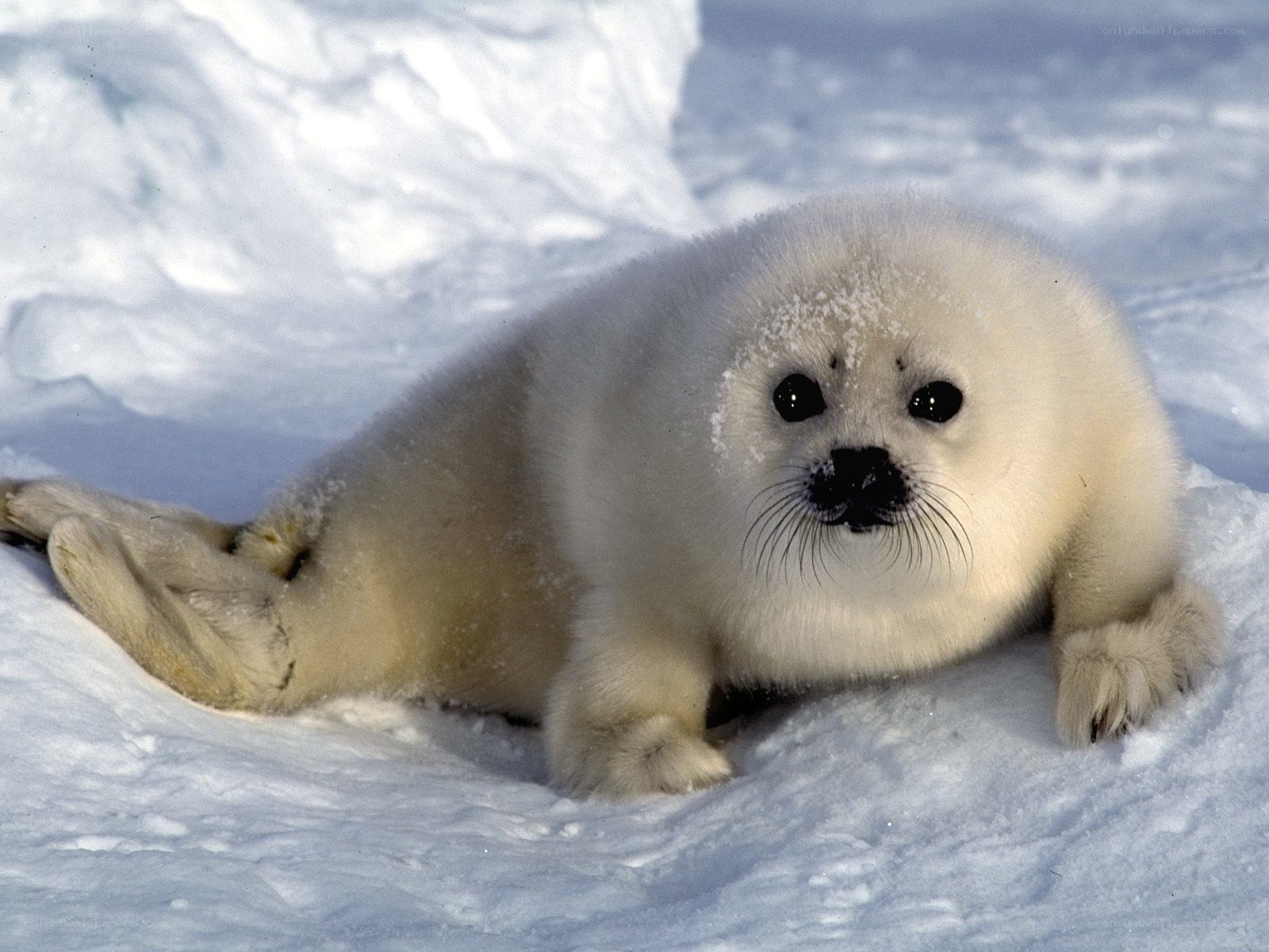 Baby seal on snow