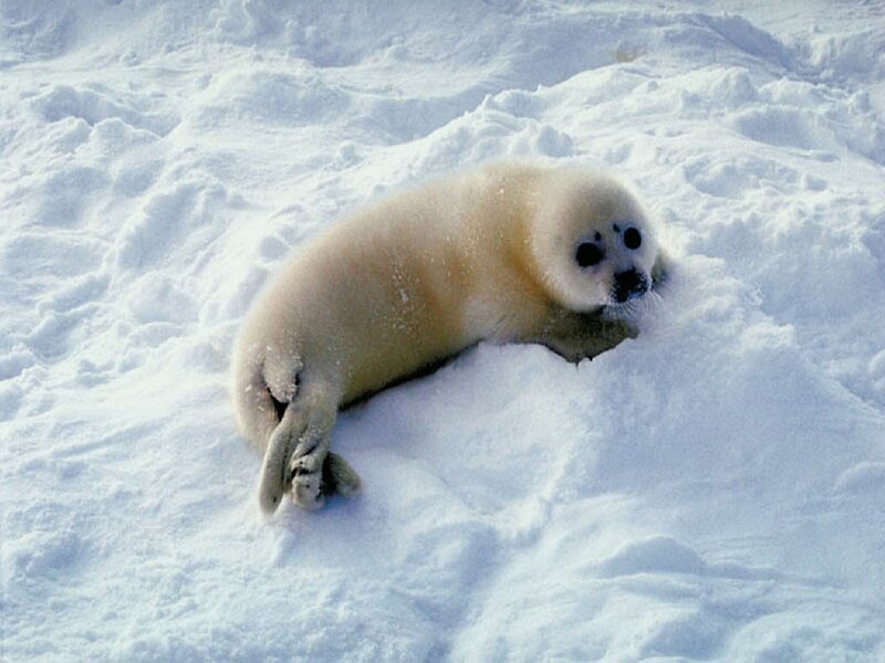 Baby seal on snowy ice