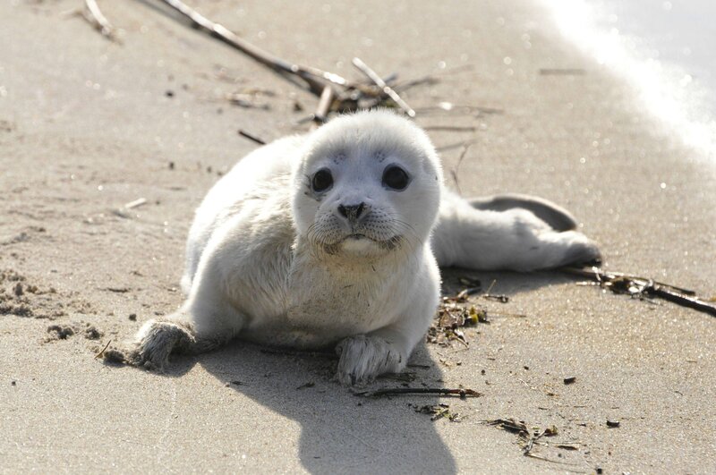 Baby seal on the beach