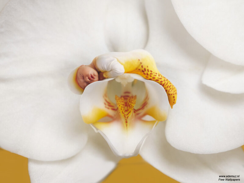 Baby sleeping in orchid flower