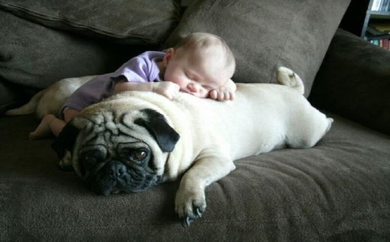 Baby Sleeping on Pug