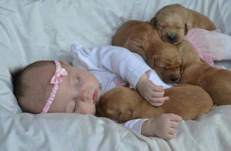 Baby Sleeping with Puppies