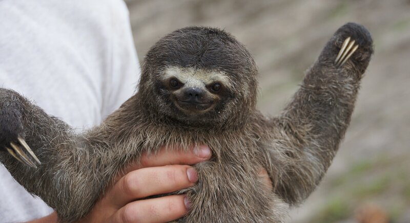 Baby sloth being held