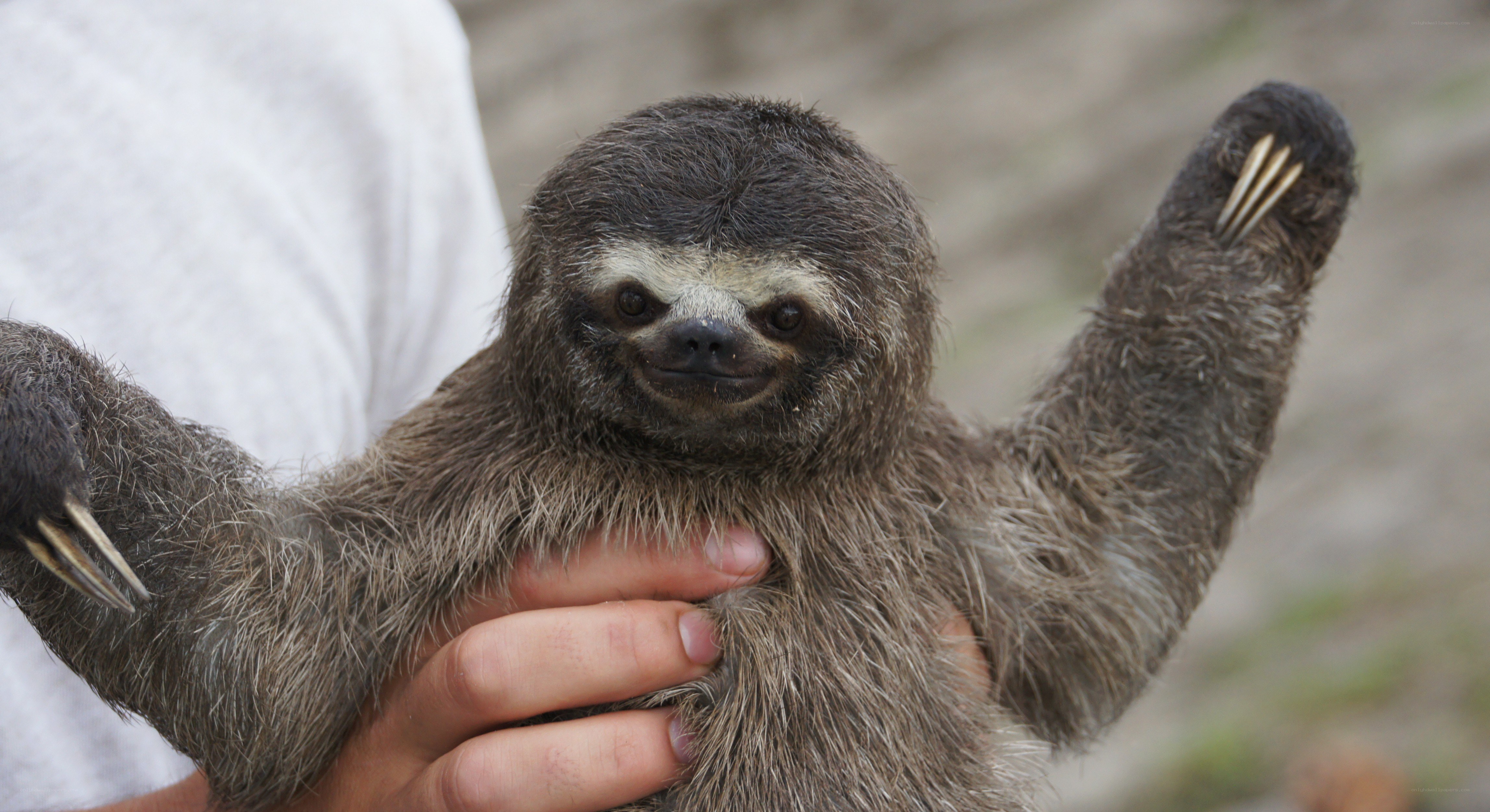 Baby sloth being held