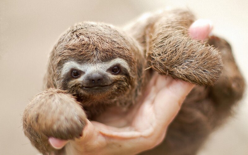 Baby sloth in hand