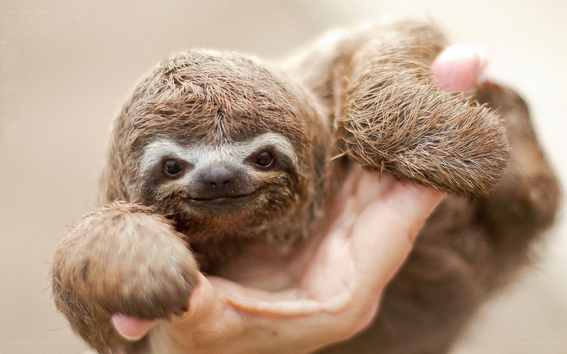 Baby sloth in hand