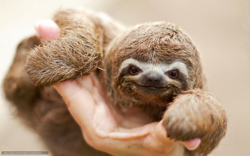 Baby Sloth in Hand — Brown, Calm