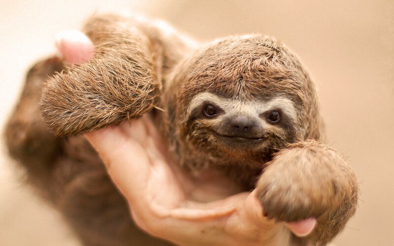 Baby Sloth in Hand — Brown