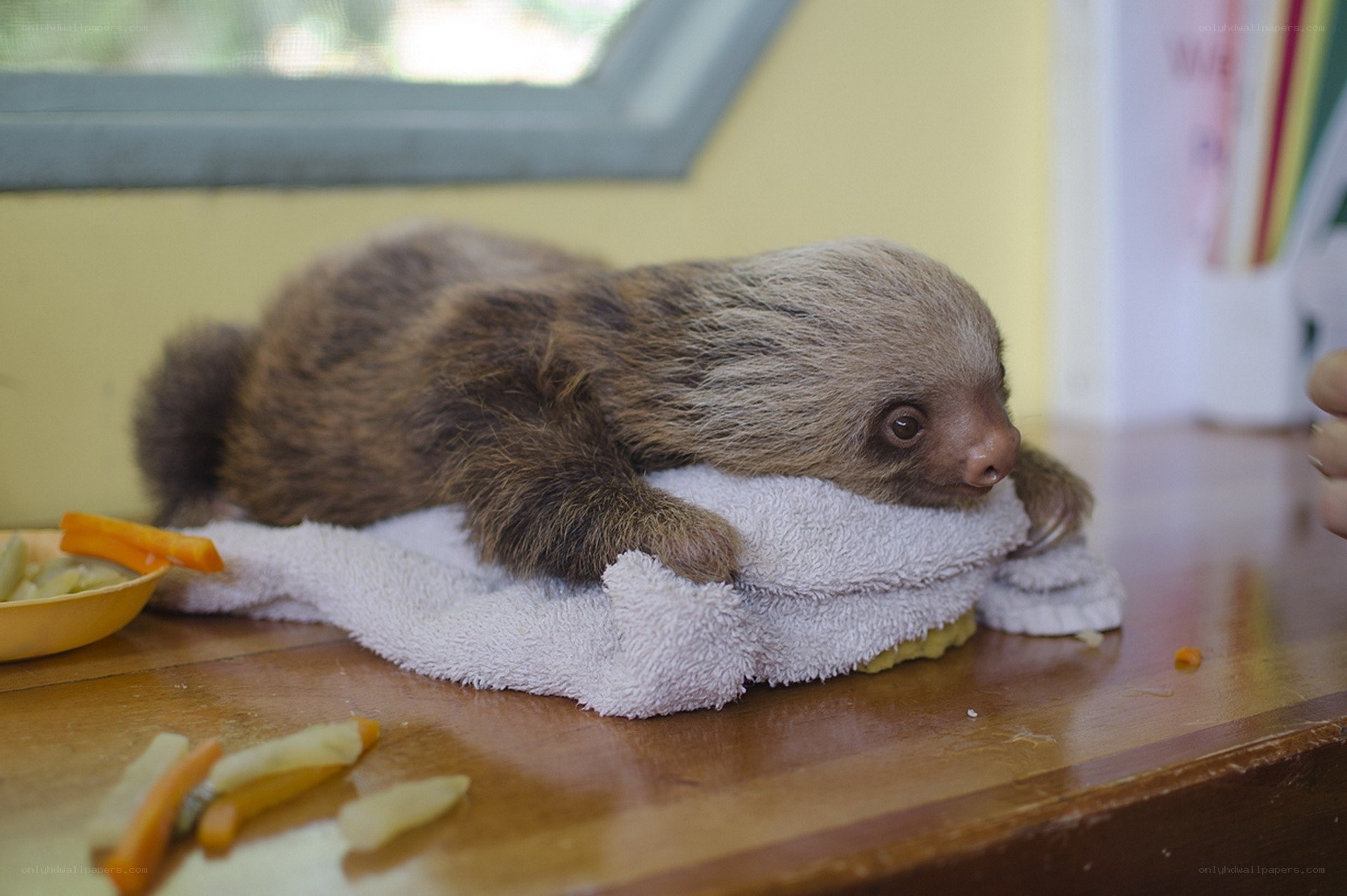 Baby sloth on a towel