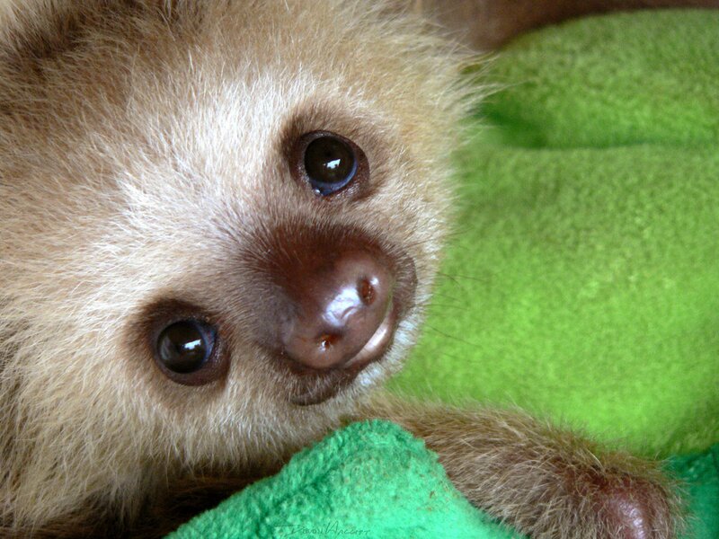 Baby Sloth on Green Blanket — Brown