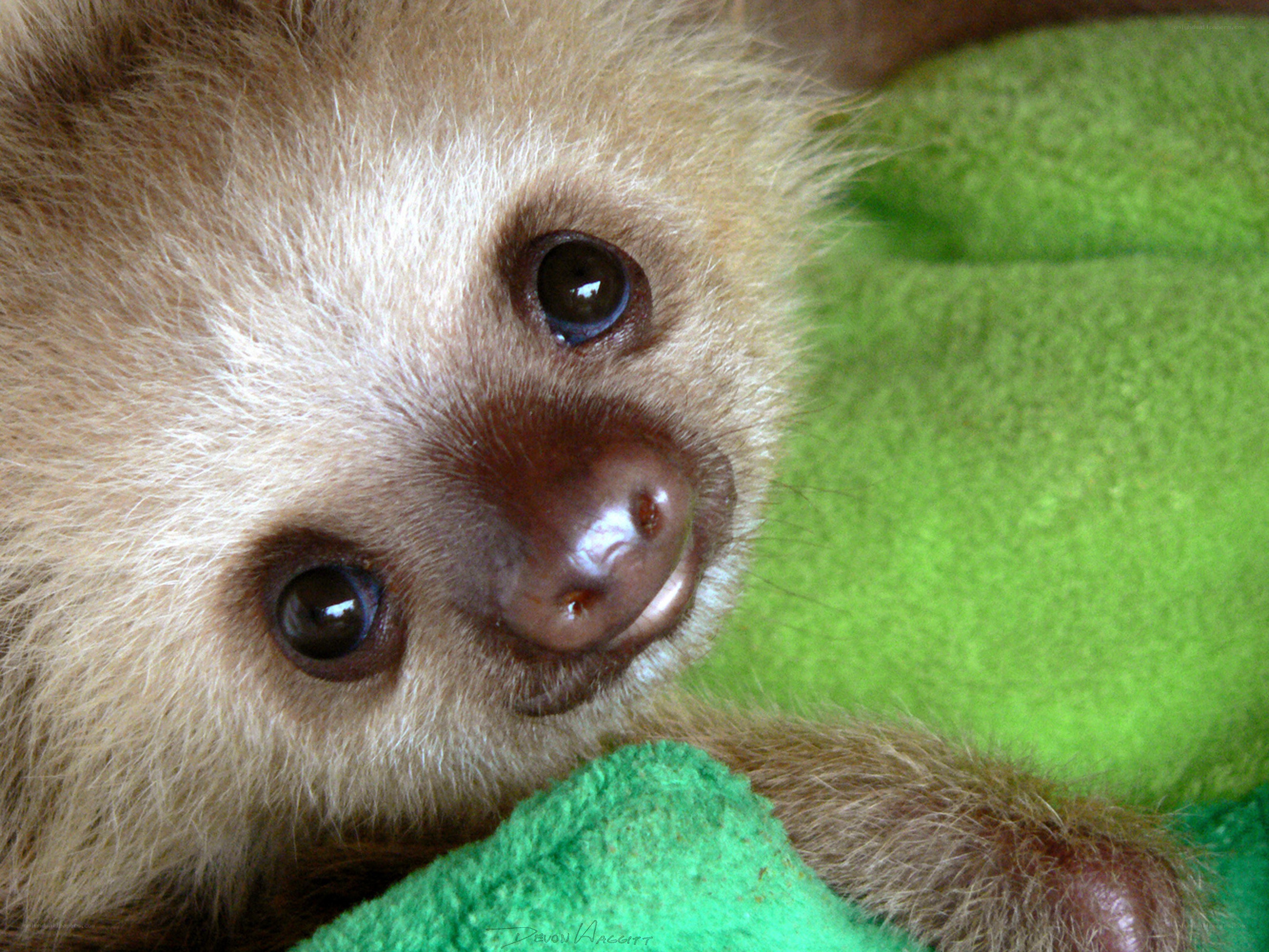 Baby sloth on green blanket