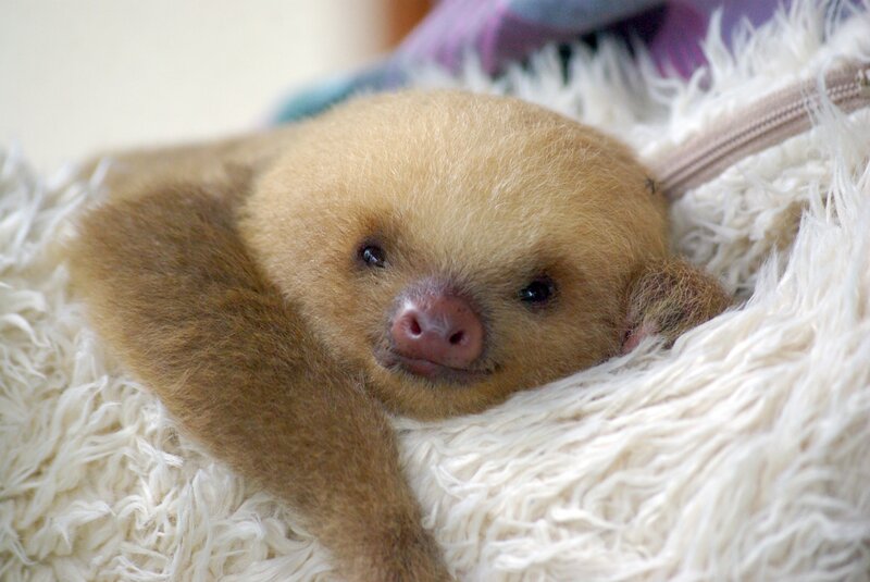 Baby Sloth Resting