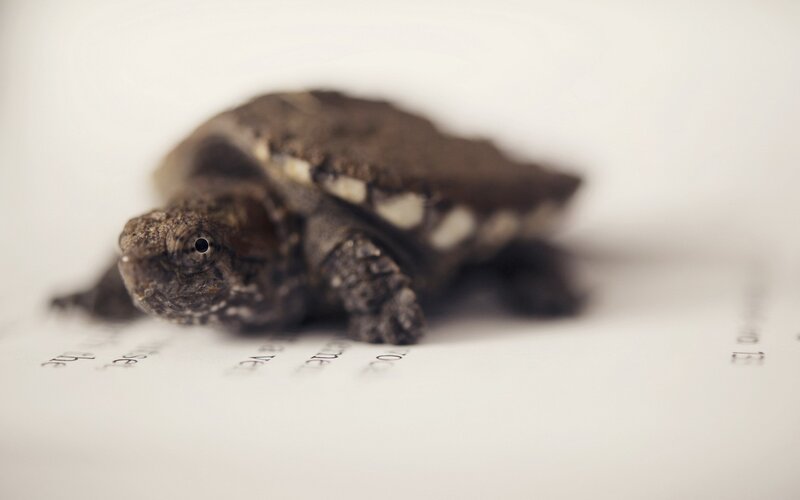 Baby snapping turtle on paper