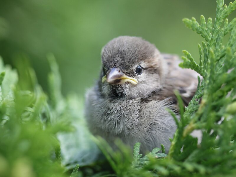 Baby Sparrow in Bush — Green
