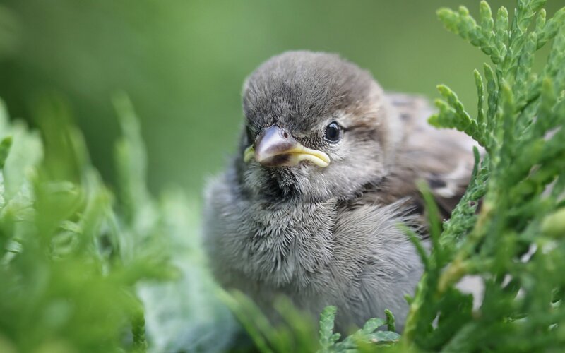 Baby Sparrow in Bush