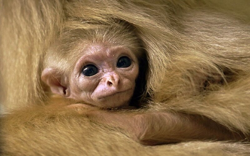 Baby Spider Monkey — Brown