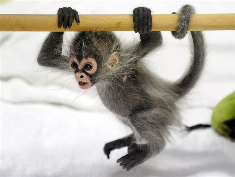 Baby Spider Monkey