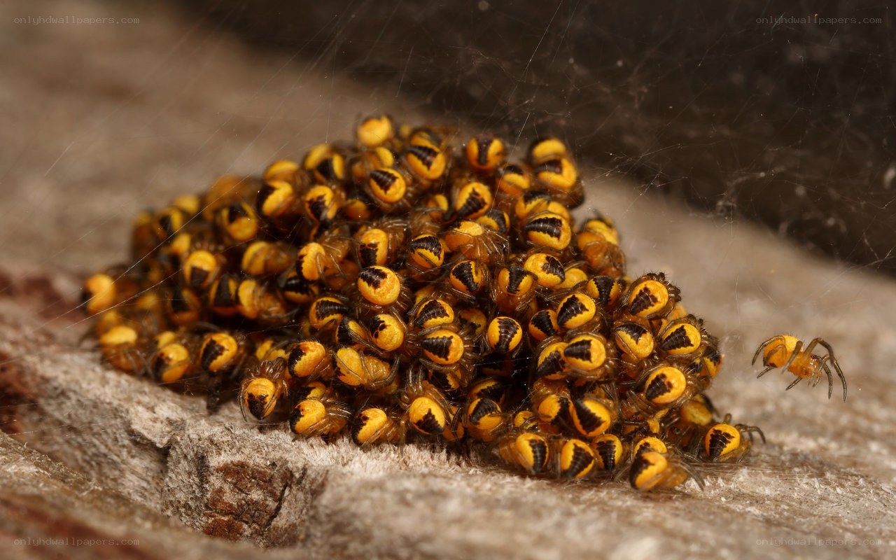 Baby spiders hatching